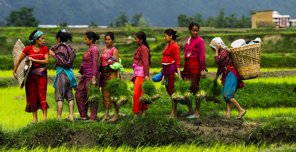 बजेटमा कृषिले के पायो ?