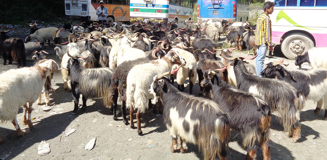 हिमालपारिको जिल्ला मुस्ताङबाट पोखरामा च्यांग्रा छारिँदै