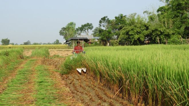 किसानहरू धमाधम धानको हरियो बोट काट्न थाले