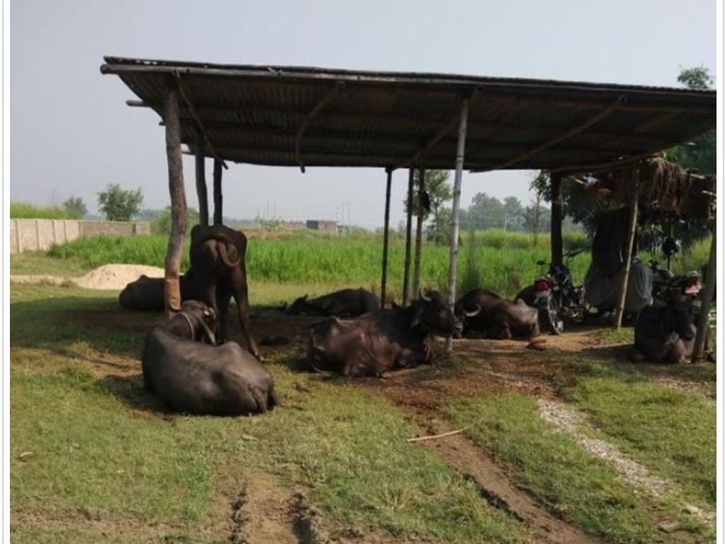 २२ वटा अवैध भैसी प्रहरी नियन्त्रणमा