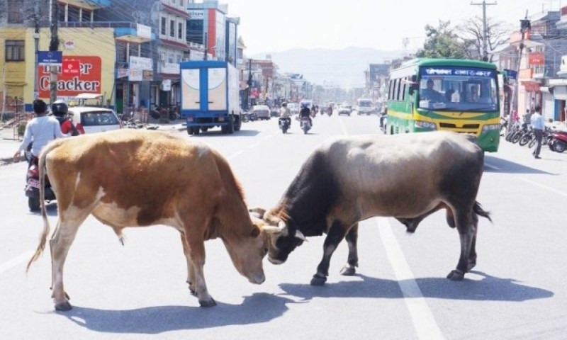 सडकमा जथाभावी गाईवस्तु छोड्नेलाई कारवाही गर्न सर्वोच्चको आदेश !