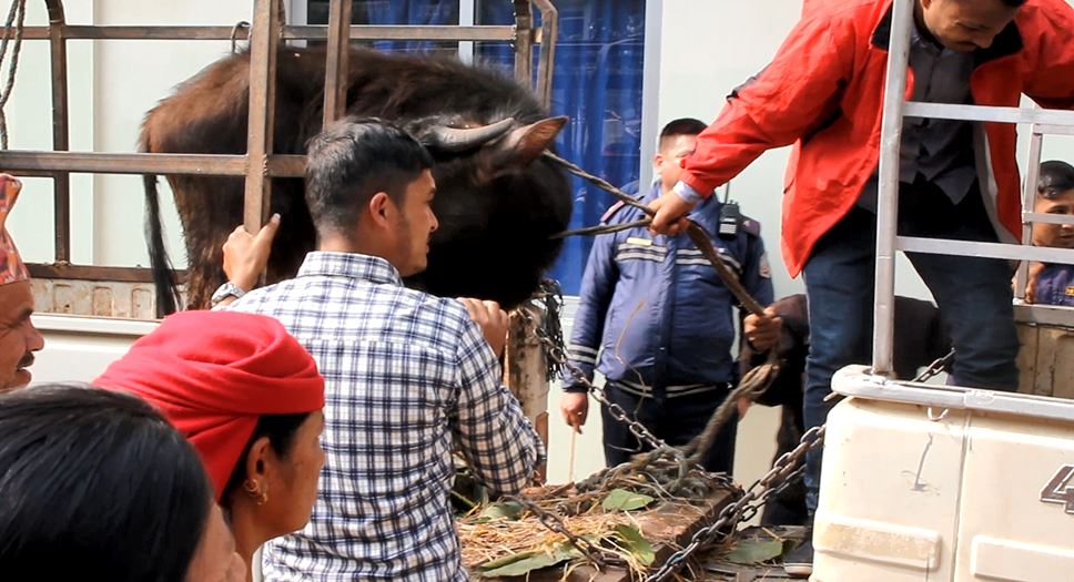 गोठमा बाँधीराखेको भैंसी चोर्ने गिरोह पक्राउ