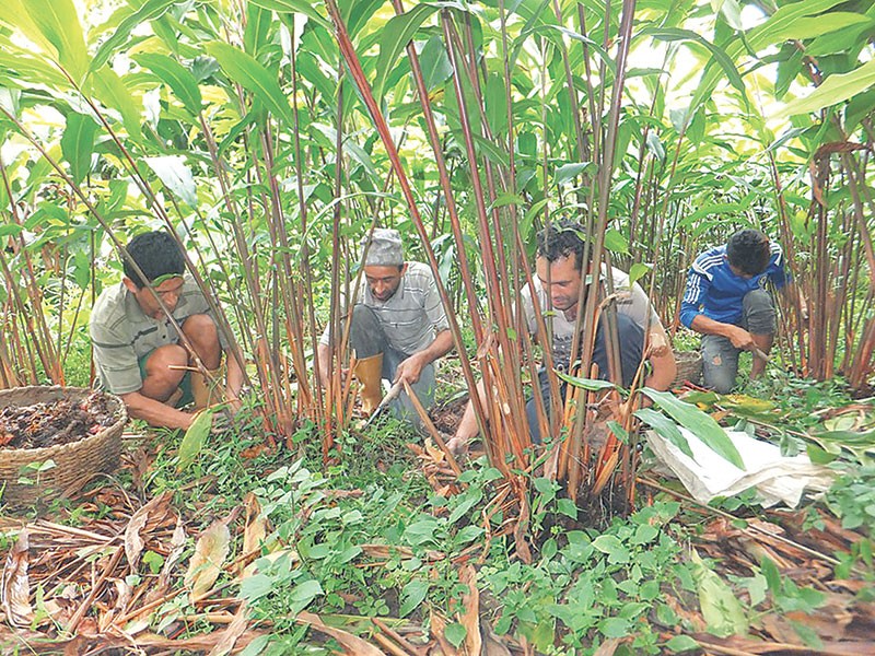 यान्त्रिकीकरणतर्फ अलैँची किसान