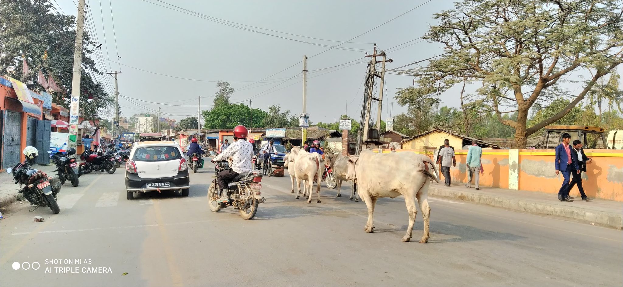 जनकपुरधाममा छाडा चौपायाको आतंक