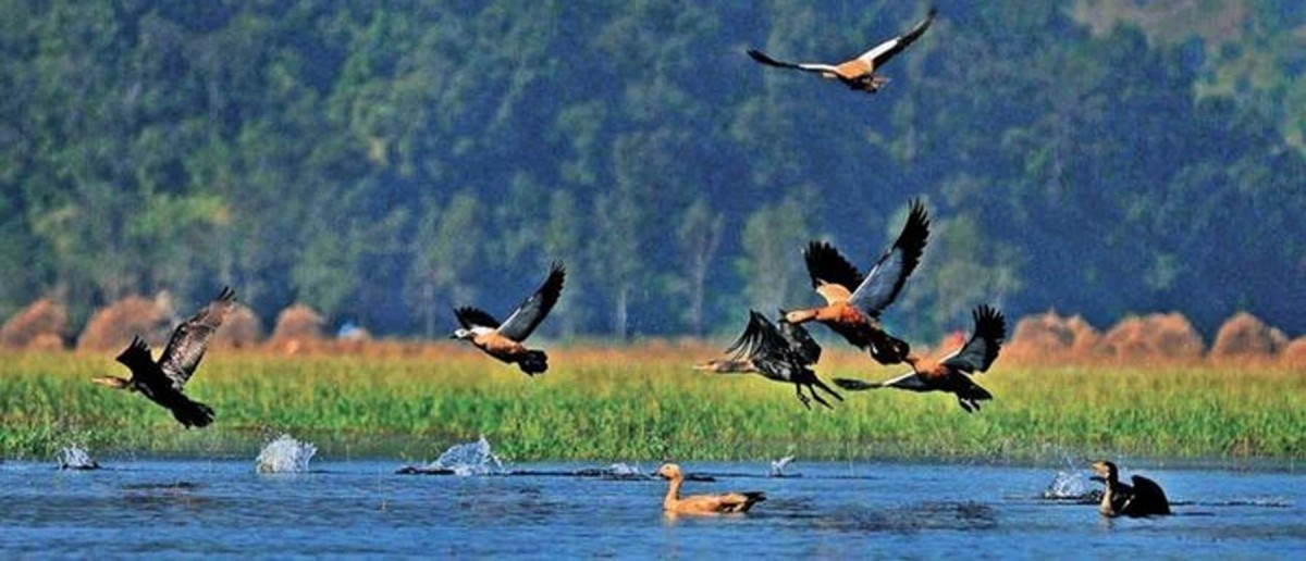 भानुभक्त प्राणी उद्यानमा १२४ प्रजातिका चरा फेला