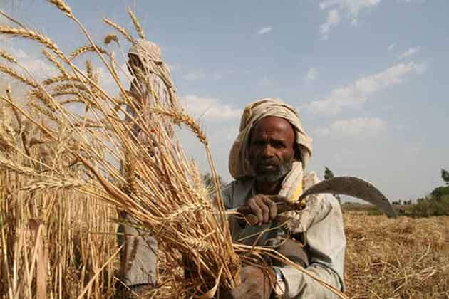 धनुषाका किसानहरु गहुंबाली भित्रयाउन चटारो